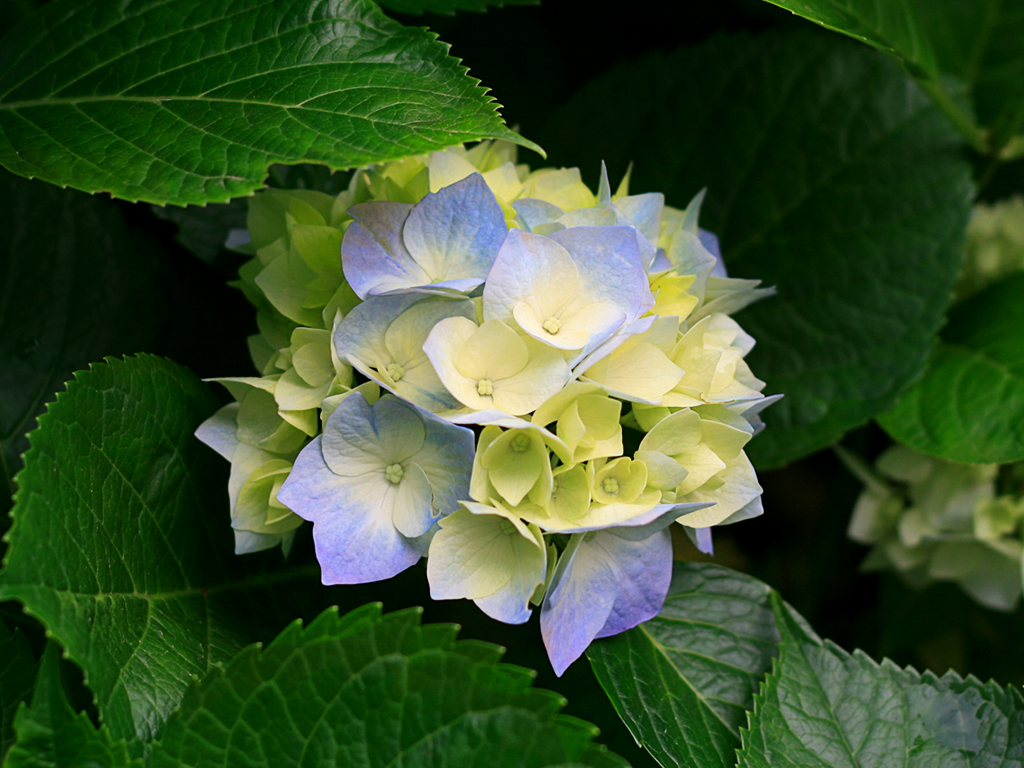 IMAGE_MEDIUM_Hydrangeas.jpg